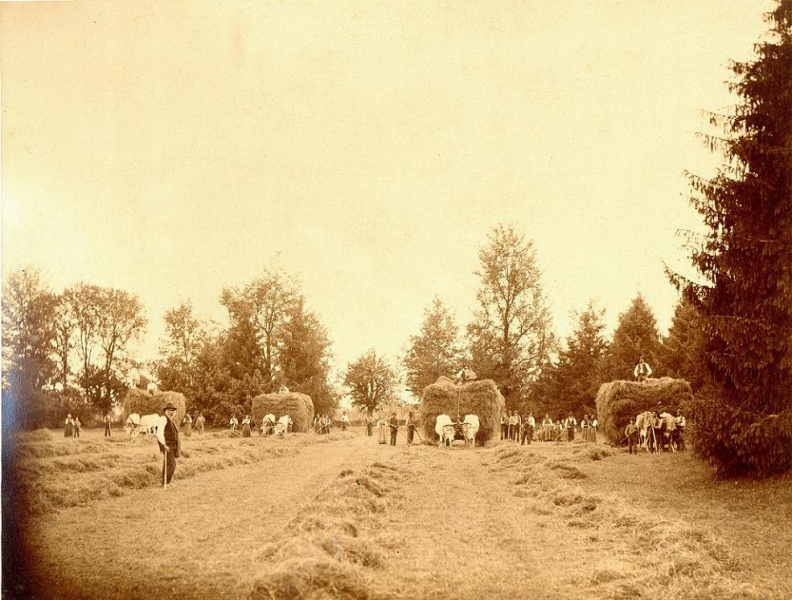 File:1887-88 ca. Faverzano fienagione.jpg